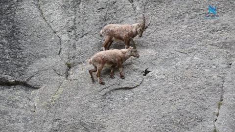 Ibex cliff climbing