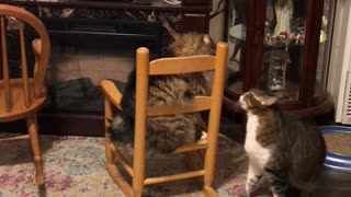 Cat Chair Fighting 1