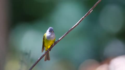 Beautiful Birds - Wildlife Video HD - Indian Birds #birds #wildlife #india #birdphotography #canon