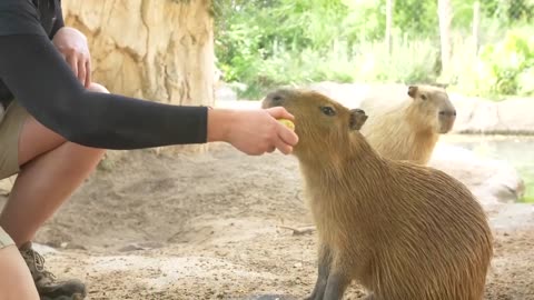 Baby capybaras named after Encanto characters learn impressive tricks