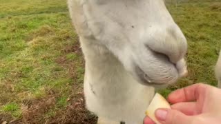 Alpaca 🦙