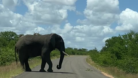 Elephant Roadblock in Kruger National Park