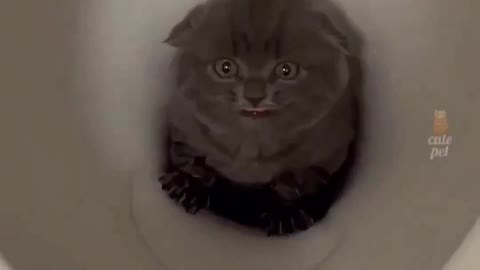 This kitten got starck in the toilet