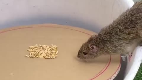 Awesome mousetrap ideas from plastic and cardboard bukets. Rat trap