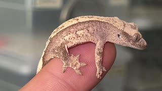 Baby Crested Gecko Progress ! 🦎