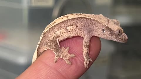 Baby Crested Gecko Progress ! 🦎