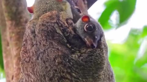 This Is A Colugos~Their Large Front Focused Eyes Gives Them Excellent Night Vision And Depth Perception And The Ability To Move Between Trees At Night!