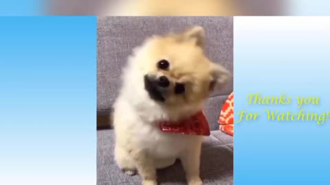 Funny dogs