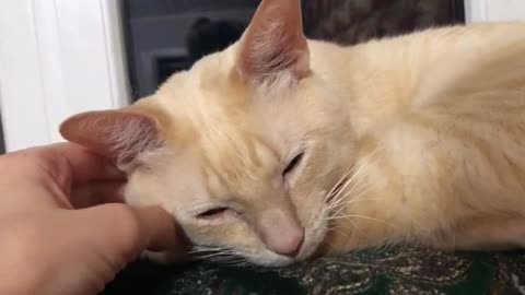 A video with a kitty for relaxation Against stress