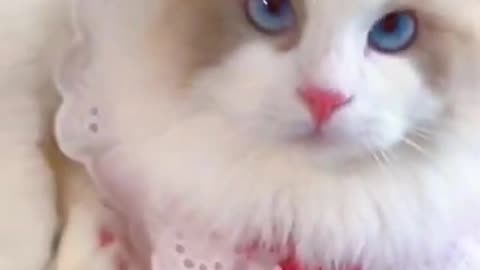 Aww Cute Cats Videos #catmeow Funny Animals Compilation😹 Try Not To Laugh Challenge MV55 #shorts