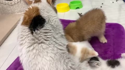 You are not my sister! Reaction of mom cat and her kittens to an adopted kitten