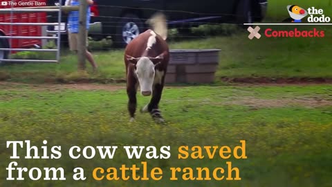 Cow Rescued From Cattle Ranch Loves To Run And Play Now