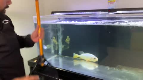 ***HAVE TO SEE*** 1 in a MILLION Translucent White Peacock Bass *FISH UPDATE*