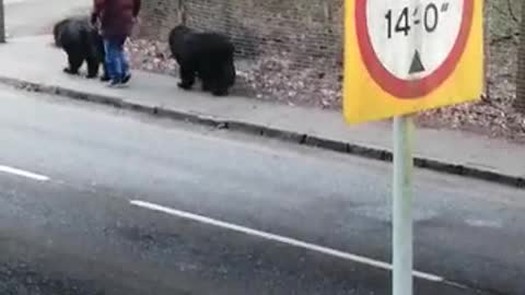 Dogs the size of Bears