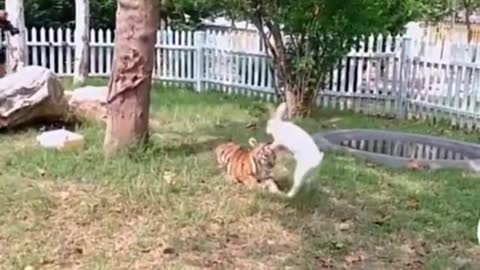 🤣😁🤣😁 Cute Rabbit and cute Tiger playing a Game 🤣🤣🤣