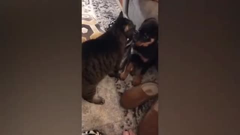 Cat and Dog fight Funny 🤣😂