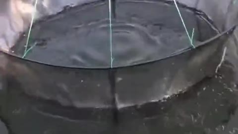 Creative Fish Trap 🐟 Pond Fishing Technique 🐟