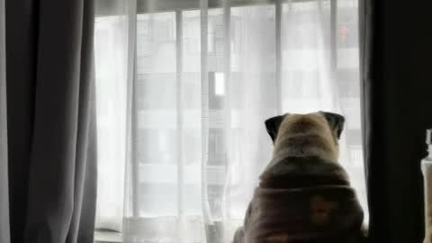 【Pug】What is your dog doing when you go to work
