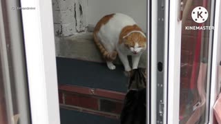 Bad cat beaten by his father and crying very badly