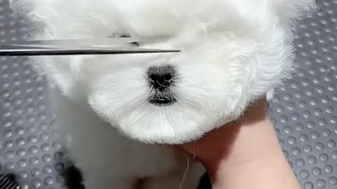 Cute Dog Styling