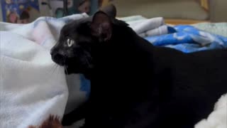 Adopting a Cat from a Shelter Vlog - Cute Precious Piper Prepares to Be a Kitten #shorts