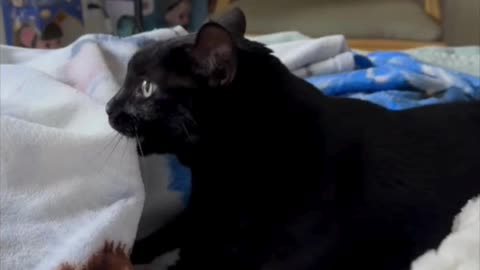 Adopting a Cat from a Shelter Vlog - Cute Precious Piper Prepares to Be a Kitten #shorts