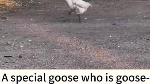 A special goose who is goose-stepping.