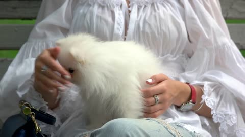 Woman stretching her white hairy dog. Petting cute chihuahua, close up