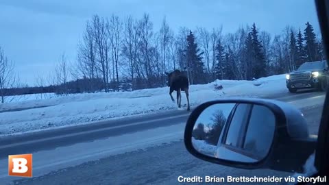 Traffic in Anchorage, Alaska Halts for Moose Casually Walking Across Road