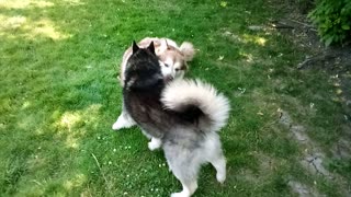 So cute how my they love each other (Alaskan Malamutes)