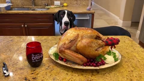 Great Dane checks out turkey's plaid booties