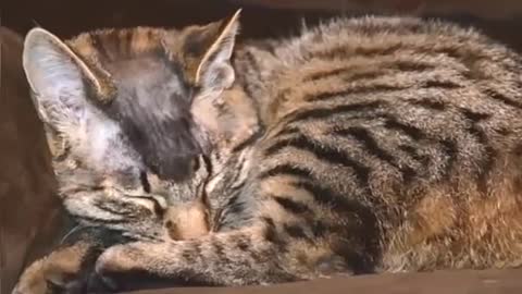 Swastika cat_ Nazi symbol drawn on shaved cat in New Zealand