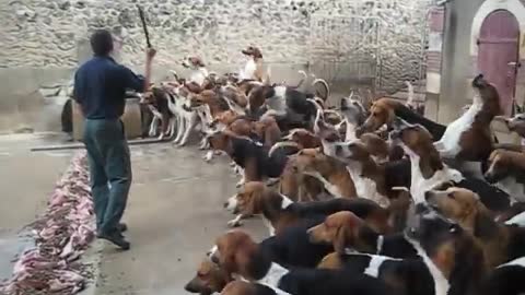 Crazy_feeding_frenzy_with_the_hounds_at_Chateau_Cheverny