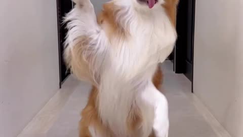 Dance is dog