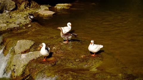 Swans In Water Stream