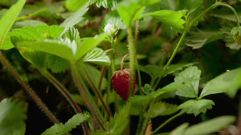 How wild strawberries grow - a unique video on accelerated