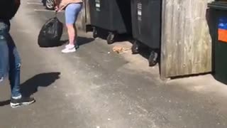 Bag Full of Trash Doesn't Quite Make It into the Bin