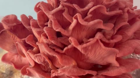 Pink Oyster #mushrooms Myco labs kit 4th flush from @MidwestGrowKits