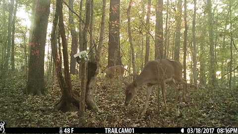Deer getting a treat.