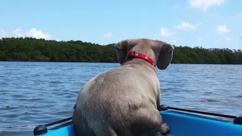 Curious Puppy Jumps From Kayak To Befriend A Dolphin