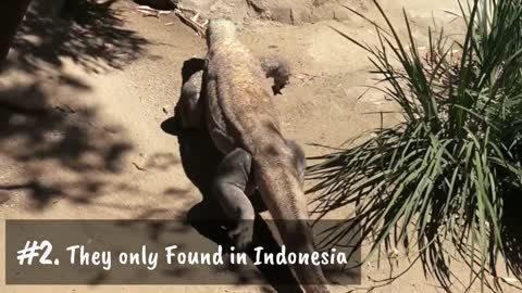 Fun fact komodo dragon