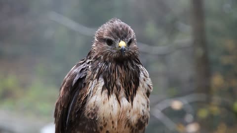 A Wet Hawk | Birds | Animals | Animal planet | Nature | Peaky