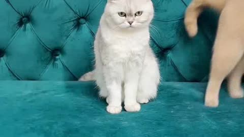 Funny cute cat