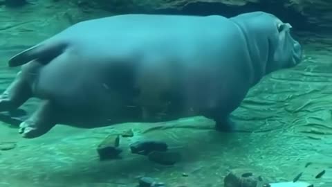 Hippo swimming❤️