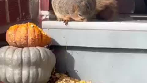 "Morbidly Obese" Squirrel Caught Devouring Pumpkins