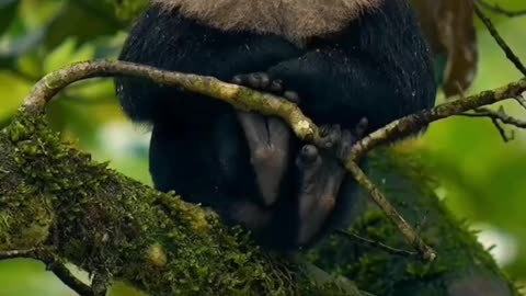 Liontail macaques or Wanderoos are black with gray ruffs and tufted tails an endangered species they are found only in a small area of southern India