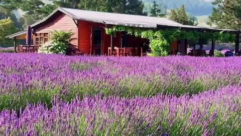 The best Lavender fields in New Zealand!