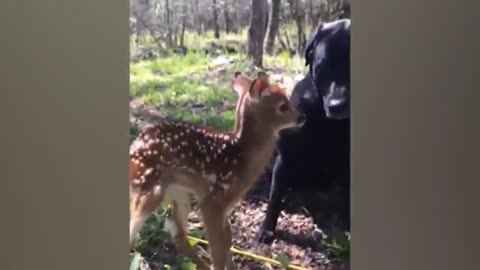 This deer kid attacked the dog