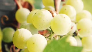 Grape Harvesting #grapes #vines #farming