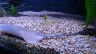 Stingray at the petstore